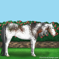 Horse Color:White Spotted Brown Rabicano