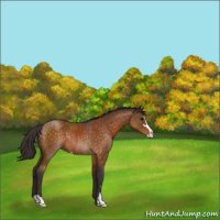 Horse Color:Buckskin Sabino Rabicano 
