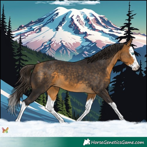 Horse Color:Buckskin Splash 