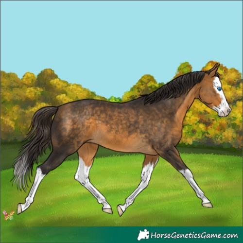 Horse Color:Buckskin Splash 
