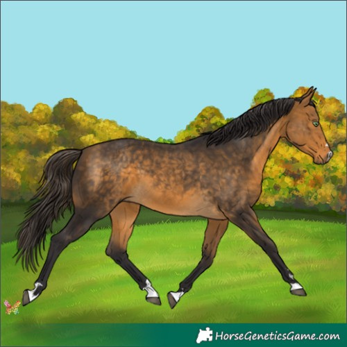 Horse Color:Buckskin 