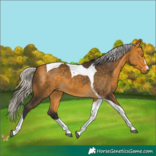 Horse Color:Silver Buckskin Tobiano 