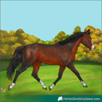 Horse Color:Brown 