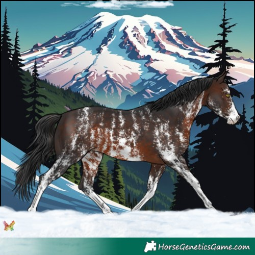 Horse Color:Brown Sabino 