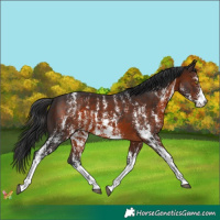 Horse Color:Brown Sabino 