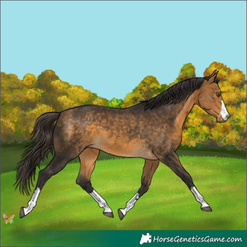 Horse Color:Buckskin 