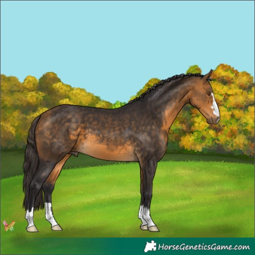 Horse Color:Buckskin 