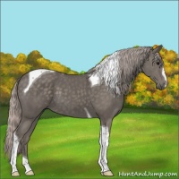 Horse Color:Silver Black Sabino Tobiano 