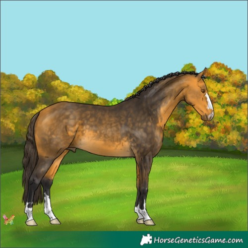 Horse Color:Buckskin 