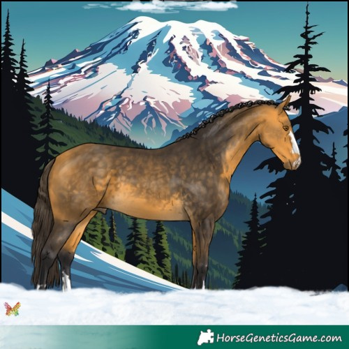 Horse Color:Buckskin 