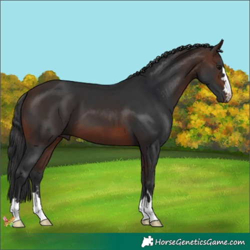 Horse Color:Brown 