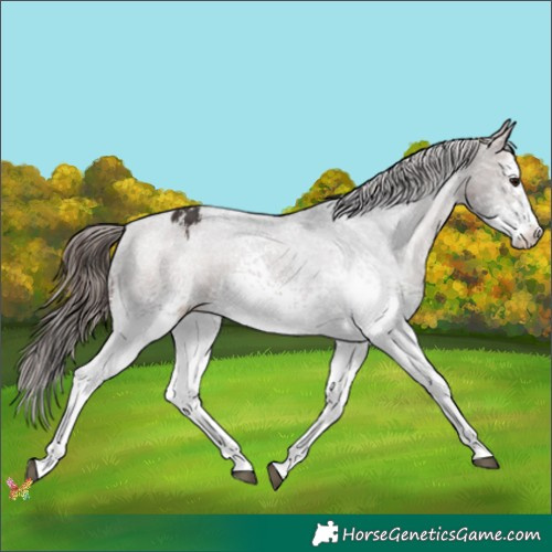 Horse Color:White Spotted Bay Appaloosa 