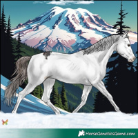 Horse Color:White Spotted Bay Appaloosa 