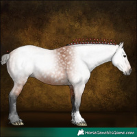 Horse Color:Gray Bay 