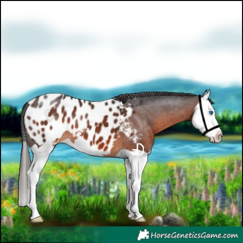 Horse Color:Brown Splash Appaloosa 