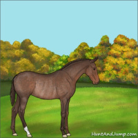 Horse Color:Liver Red Roan Rabicano 