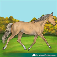 Horse Color:Palomino Dun 