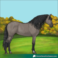 Horse Color:Grullo Rabicano