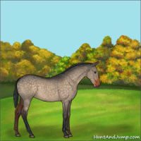 Horse Color:Brown Dun 