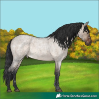 Horse Color:Brown Roan Dun Rabicano 