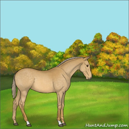 Horse Color:Palomino Roan 