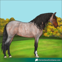 Horse Color:Brown Roan Rabicano 