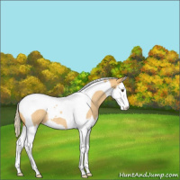 Horse Color:Palomino Roan Splash Tobiano 