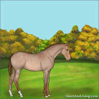 Horse Color:Red Roan 
