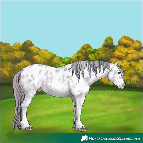 Horse Color:Watercolor White Spotted Brown Dun Leopard