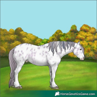 Horse Color:Watercolor White Spotted Brown Dun Appaloosa