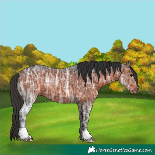 Horse Color:Bay Ice