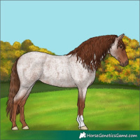 Horse Color:Red Roan 