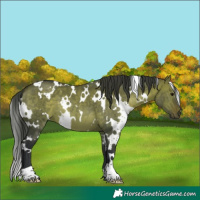 Horse Color:White Spotted Brown Dun 