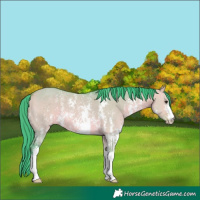 Horse Color:Watercolor Bay Dun Sabino 