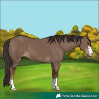 Horse Color:Liver Red Dun 