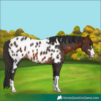 Horse Color:Bay Appaloosa