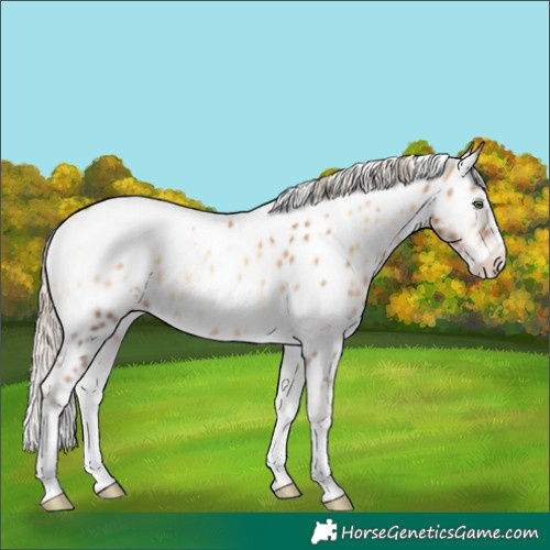 Horse Color:White Spotted Chocolate Palomino Pearl Onyx Appaloosa 