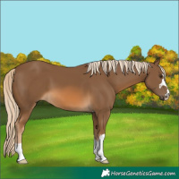 Horse Color:Chocolate Palomino 
