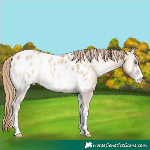 Horse Color:Perlino Onyx Appaloosa 