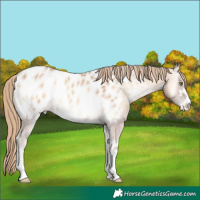 Horse Color:Perlino Onyx Near Leopard 