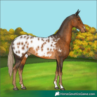 Horse Color:Chocolate Palomino Near Leopard 