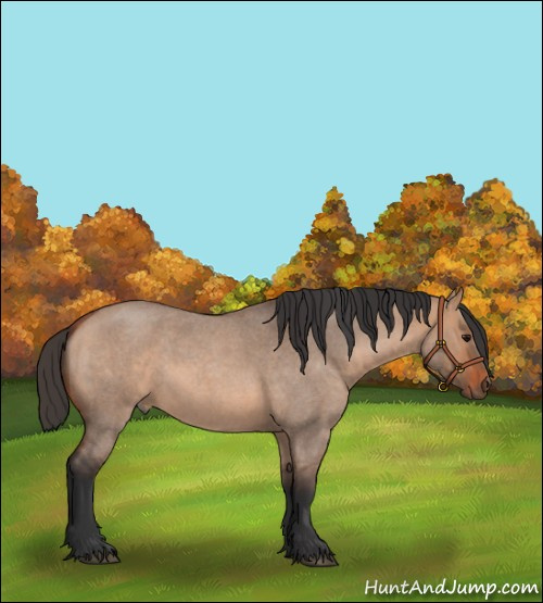 Horse Color:Bay Roan Dun 