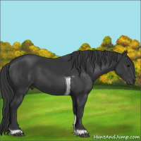 Horse Color:Black Tobiano 
