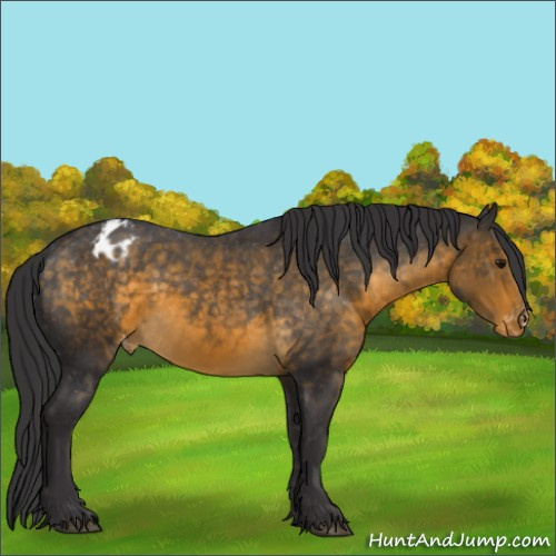 Horse Color:Buckskin Appaloosa
