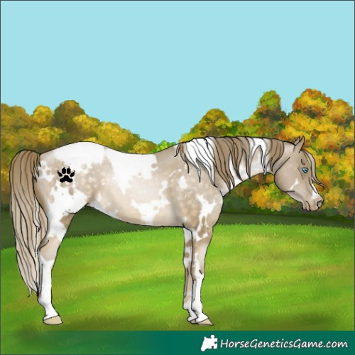 Horse Color:White Spotted Buckskin Pearl Snowcap 