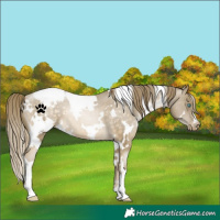 Horse Color:White Spotted Buckskin Pearl Snowcap