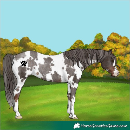Horse Color:White Spotted Liver Chestnut Appaloosa Rabicano 