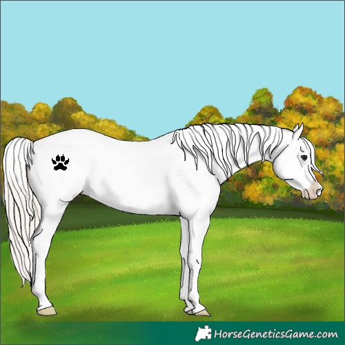 Horse Color:White Spotted Silver Buckskin Snowflake Varnish