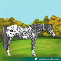 Horse Color:Black Appaloosa 