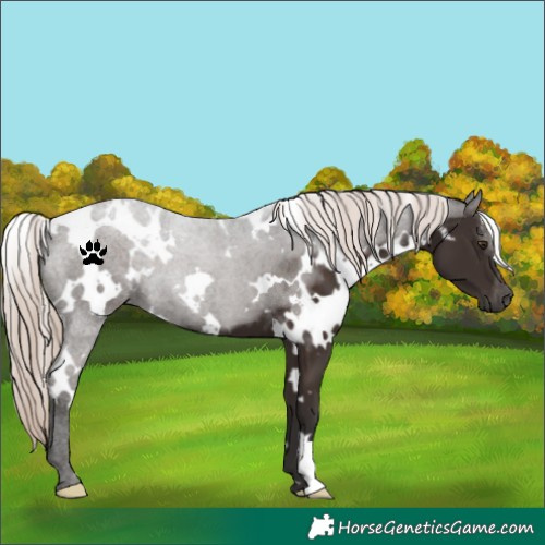 Horse Color:White Spotted Liver Chestnut 